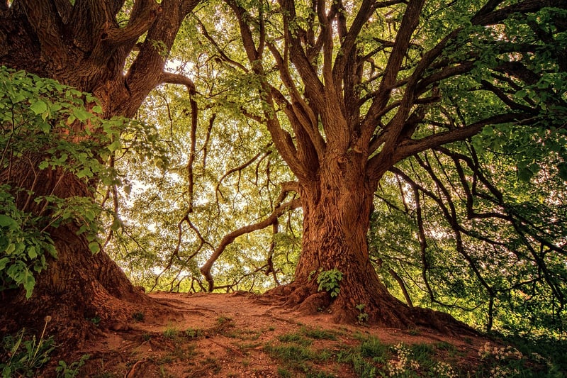 Whispering Woods